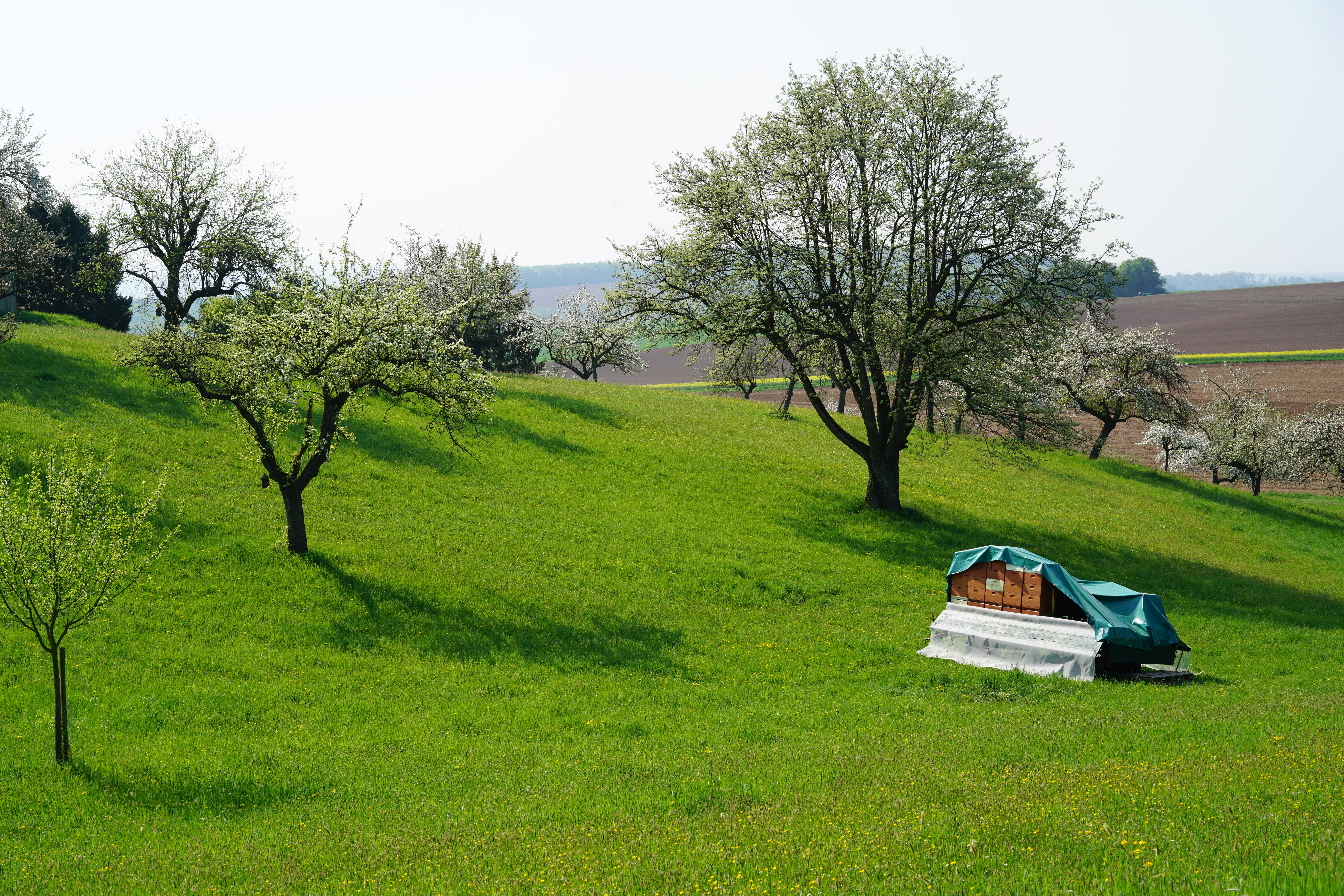 Honig vom Apfelweinberg 500ml